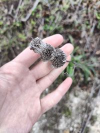 Image of lemon beebalm