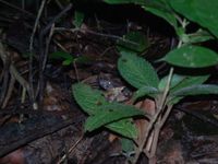 Serpente Bothrops atrox coletada na Floresta Nacional do Tapajós-FLONA/