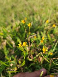 Acmella uliginosa - Marsh Para Cress