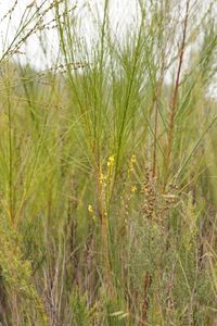 File:Viminaria juncea green stems (8348169293).jpg - Wikimedia Commons
