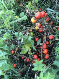 Solanum capsicoides - Cockroach Berry - Mata-cavalo (Solanaceae