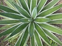 Agave angustifolia Haw.