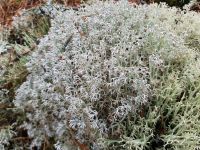 Provings - School of Homeopathy - Reindeer Moss (Cladonia Rangiferina)