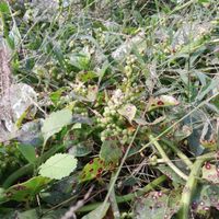 Image of Malabar spinach