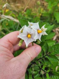 Photo by rubecula via iNaturalist (Copyright rubecula)