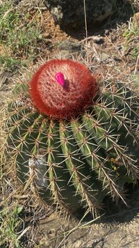 Melocactus intortus (Mill.) Urb., 1919 - Tête à l'Anglais-Présentation