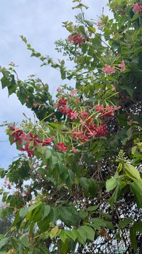 Rangoon creeper - Encyclopedia of Life