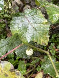 Solanum capsicoides - Cockroach Berry - Mata-cavalo (Solanaceae