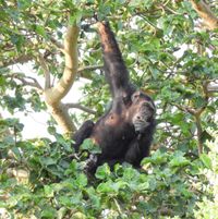 Australopithecus africanus · iNaturalist