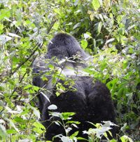 Australopithecus africanus · iNaturalist