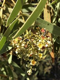 Image of quandong