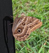 Caligo illioneus