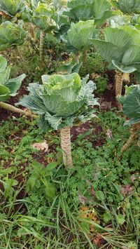 Image of Brussels sprout