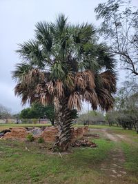 品質保証 サバルヤシ サバル・ミノール Sabal minor 植物/観葉植物