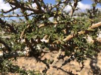 Commiphora planifrons (Balf.fil.) Engl.