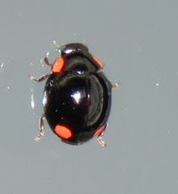 Lady Beetle - Hyperaspis octavia 