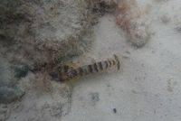 gbif image for Alpheus armillatus