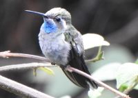 Colibri à gorge bleue - Lampornis clemenciae