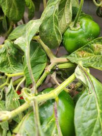 Image of manzano pepper
