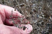 Image of garlic chives