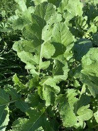 Image of black mustard