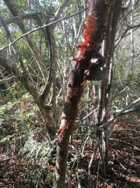 Bursera schlechtendalii Engl.