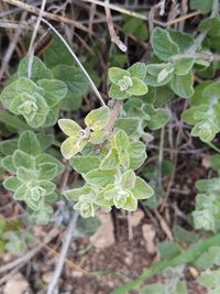 Image of za'atar