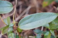 Taxonomic Reconciliation of Smilacaceae in the Indian Subcontinent