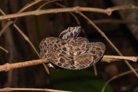 Serpente Bothrops atrox coletada na Floresta Nacional do Tapajós-FLONA/