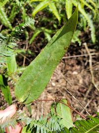 Taxonomic Reconciliation of Smilacaceae in the Indian Subcontinent