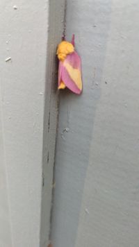 Rosy maple moth Dryocampa rubicunda (Fabricius, 1793)