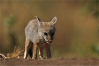 Bengal Fox: Vanishing Jewel of the Grassland