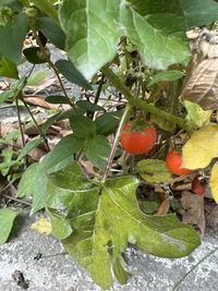 Solanum capsicoides - Cockroach Berry - Mata-cavalo (Solanaceae