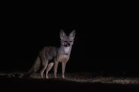 Bengal Fox: Vanishing Jewel of the Grassland