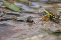 Cobra-d'água (Pseudoeryx plicatilis).