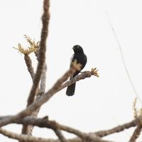 White-shouldered Black Tit (Melaniparus guineensis) · iNaturalist