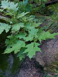 Sarzedo Ecologia: Juá (Solanum aculeatissimum)