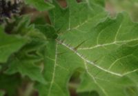 Sarzedo Ecologia: Juá (Solanum aculeatissimum)