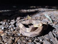 Atlas of Brazilian Snakes: Verified Point-Locality Maps to