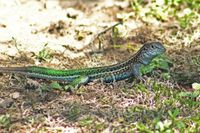 Teius oculatus (UFRGS 5562), Campos Novos, Santa Catarina