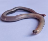 Cobra-cega (Typhlops reticulatus).