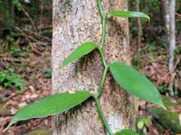 PDF) Apontamentos sobre Vanilla planifolia Jacks. ex Andrews