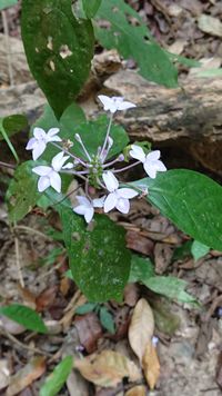 Pseuderanthemum graciflorum, Pseuderanthemum graciliflorum