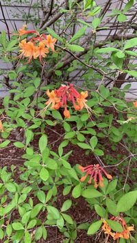 Rangoon creeper - Encyclopedia of Life