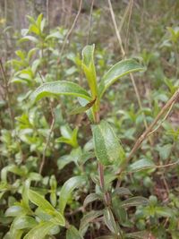 Image of winter savory