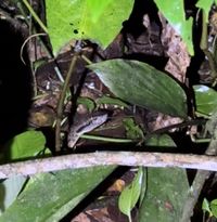 Serpente Bothrops atrox coletada na Floresta Nacional do Tapajós-FLONA/