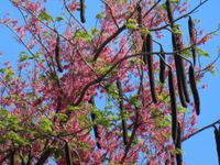 File:abelha-cachorro - Trigona spinipes - em flor de açoita-cavalo-graúdo  Luehea grandiflora Mart. & Zucc. (Malvaceae) 03.jpg - Wikimedia Commons