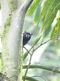 Black-mantled Tamarin Characteristics, Leontocebus Nigricollis Facts