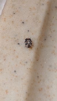 common carpet beetle - Anthrenus scrophulariae (Linnaeus)