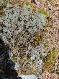 Provings - School of Homeopathy - Reindeer Moss (Cladonia Rangiferina)